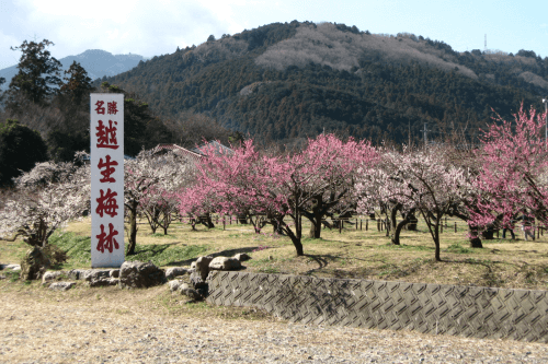 鳳凰の旅【京成船橋発】関東三大梅園「越生梅林」と川越名物・うなぎ料理<コースNo.25-1140>(京成トラベル)2